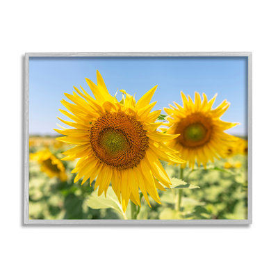 " Sunflower Florals In Sunny Blue Farm Field " by Richard Silver