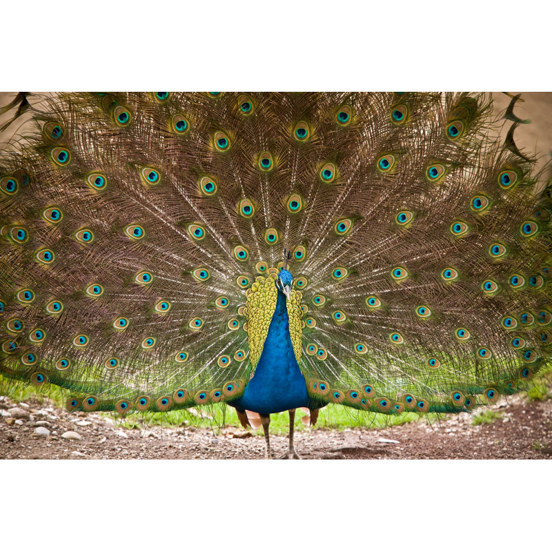Peacock by AZemdega - Wrapped Canvas Print, 51cm H x 76cm W
