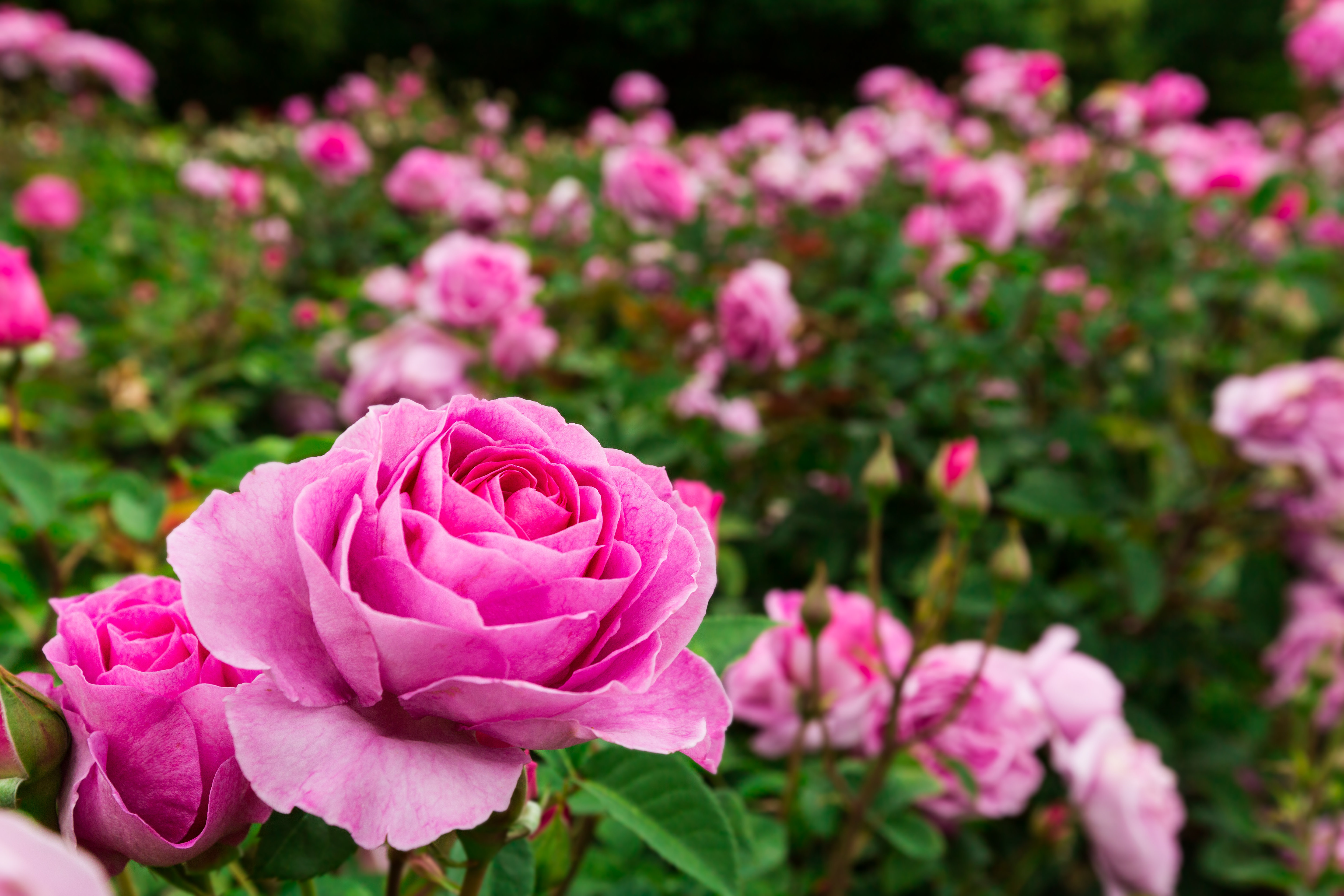 Ebern Designs Pink Roses - Wrapped Canvas Photograph | Wayfair