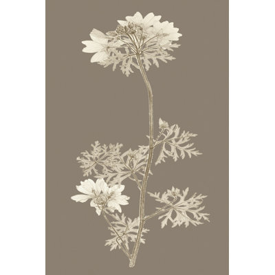 Étude de la nature taupe II