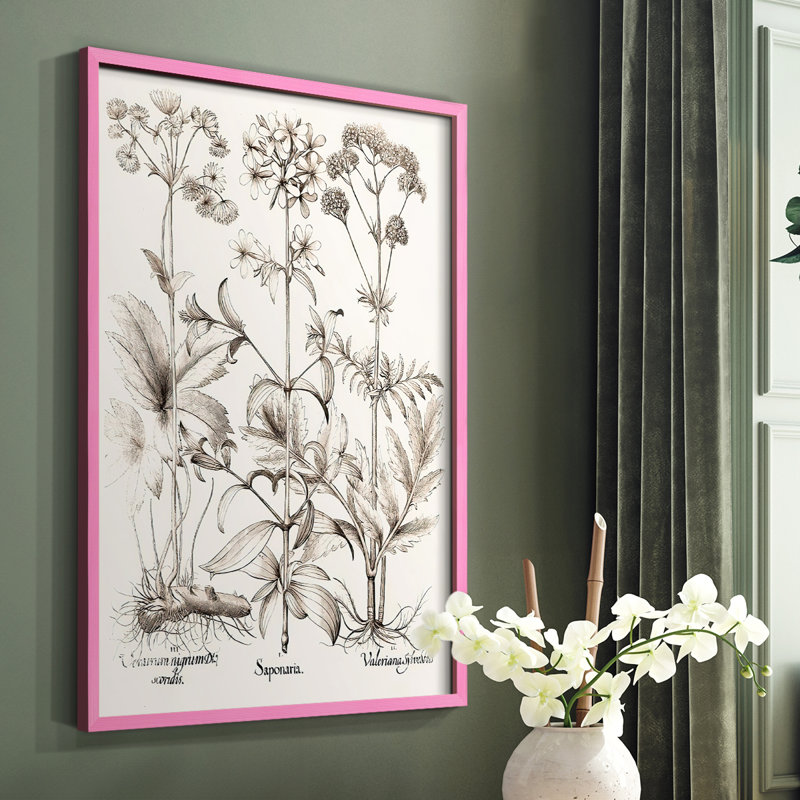 Sépia Besler Botanicals VII, reproduction encadrée - bois massif, Rose, H 10 po x l 8 po