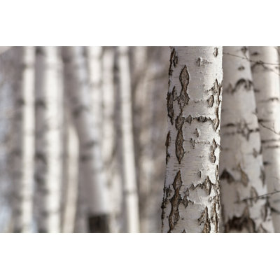 " Birch Trunks "