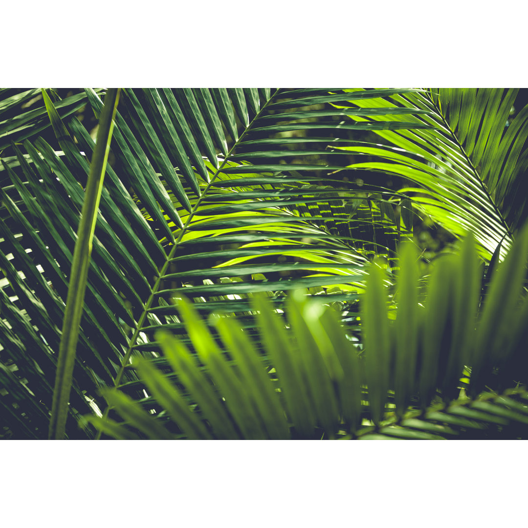 Palm Leafs by - Leinwandbild