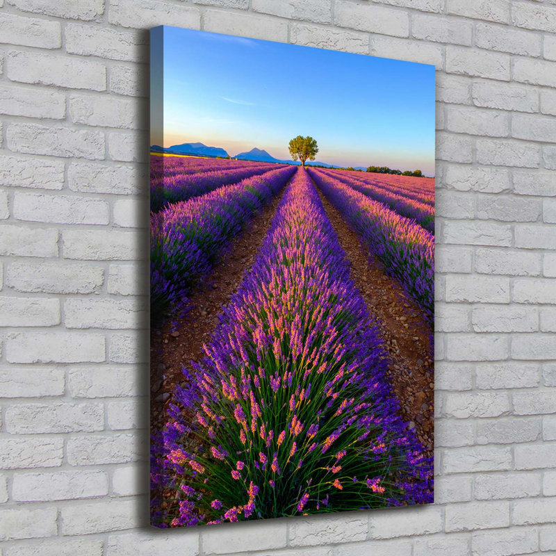 Lavender Field - Wrapped Canvas Print
