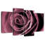 Rose poudré Harnek-108810704