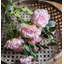 Tige de rose en fleur