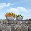 Pot Planter-26992064-26992063