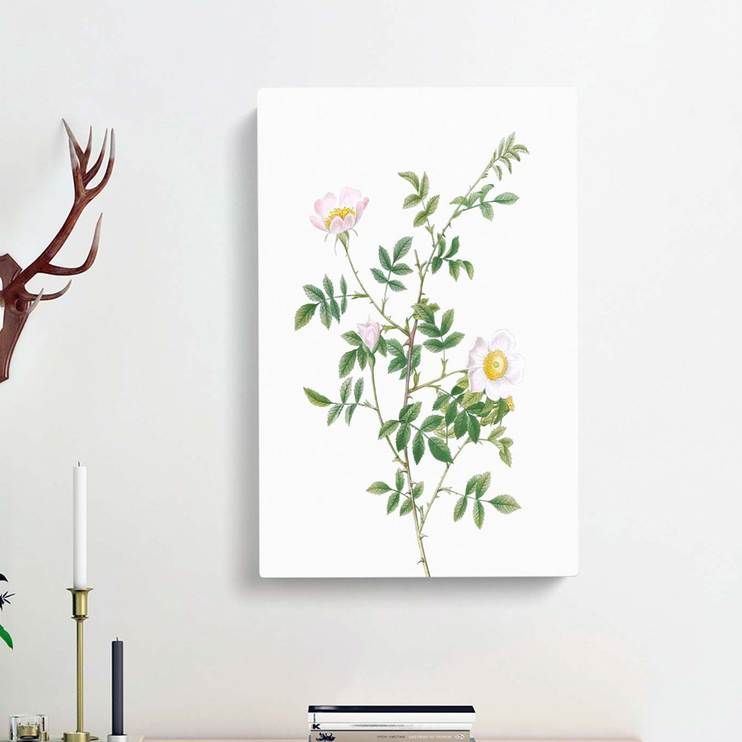 Hedge Rose in Pink by Pierre-Joseph Redoute - Wrapped Canvas