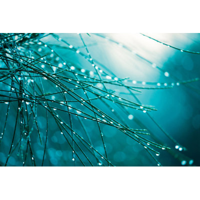 Dew Delicacy by Morgan Hartley - Photograph on Canvas