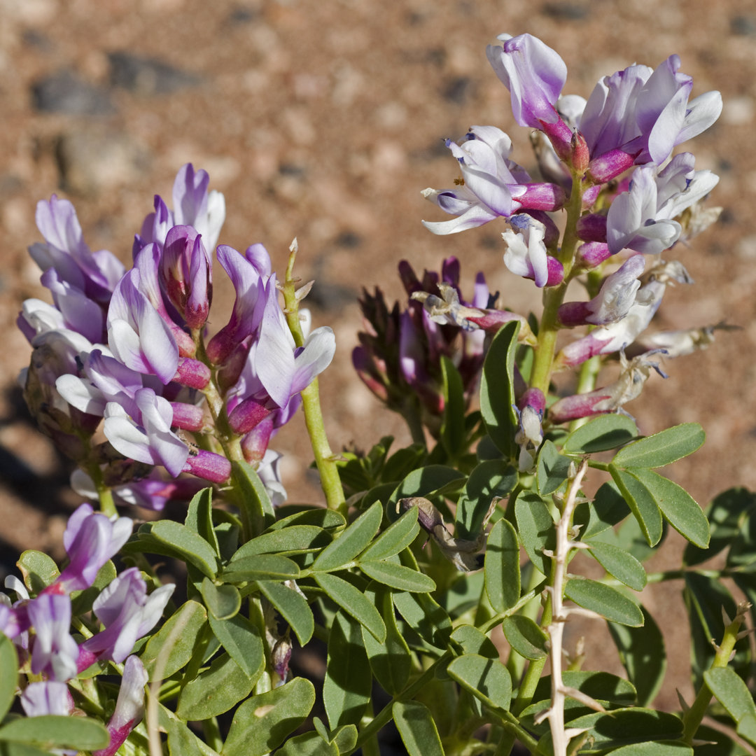 Locoweed von NNehring - Drucken