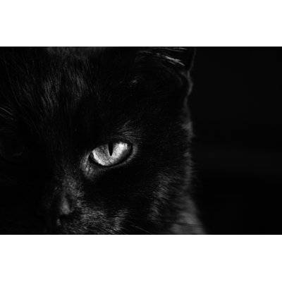 " Black Cat "