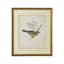 Delicate Birds V Print