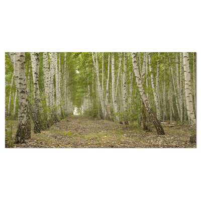 «Dense Birch Grove in Summer Day», reproduction de photo sur toile tendue