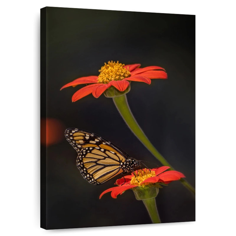 Brampt Butterfly Portrait I, 51" H x 34" W