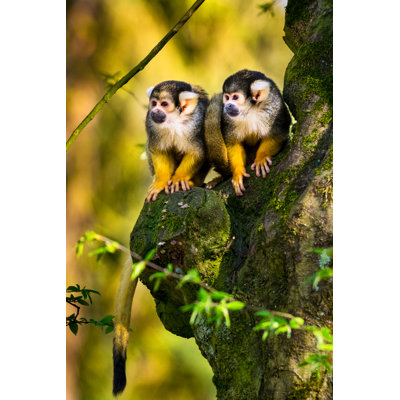 Closeup Of Squirrel Monkeys by Zocha_K - No Frame Print on Canvas