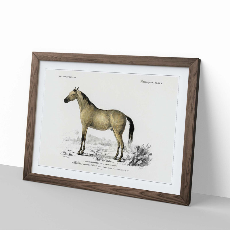 Horse Illustration PL.10a by Charles dOrbigny - Framed Print, 48cm H x 65cm W x 2cm D, Walnut Framed