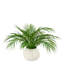 Frond Of You
