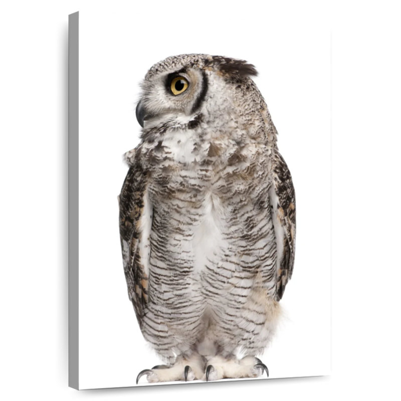 Hibou Brampt regardant de côté, H 39 po x l 26 po