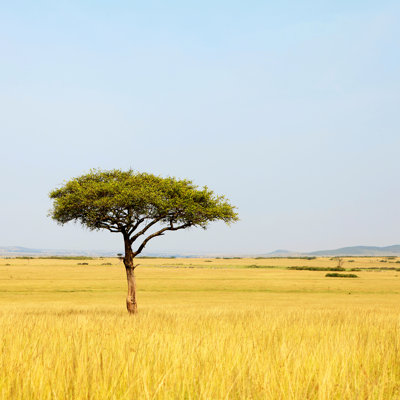 Acacia Tree In Africa by Sannie32 - Wrapped Canvas Print