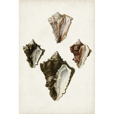 Sowerby Shells III by James Sowerby - Wrapped Canvas Print
