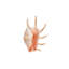 Sea Shell In White IV Print by Sofia Fox-26931961-26931963