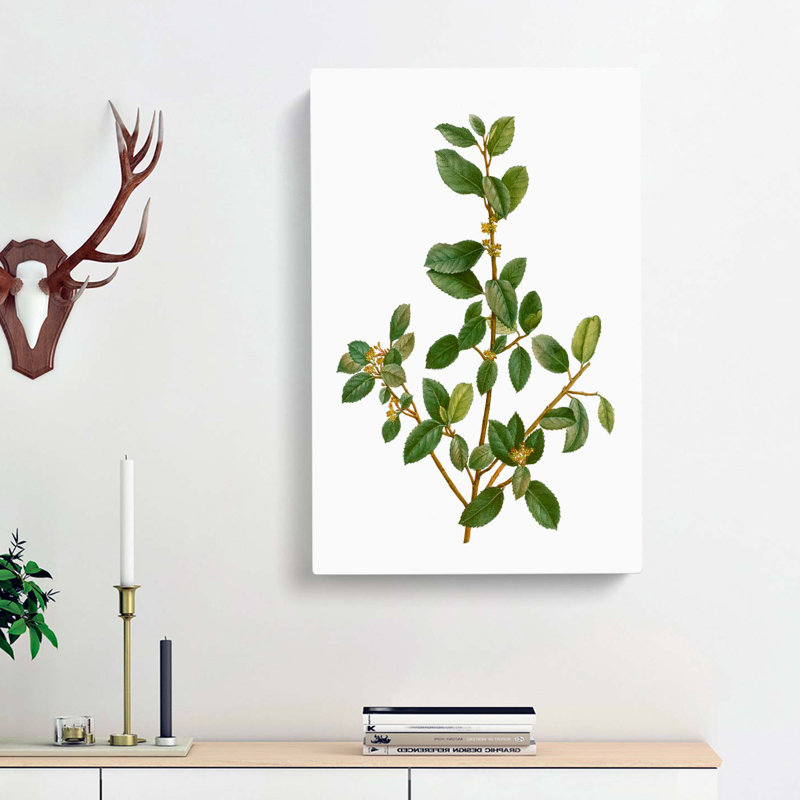 Italian Buckthorn Tree by Pierre-Joseph Redoute - Wrapped Canvas, 50cm H x 35cm W x 3cm D