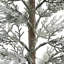 SEASONAL GREENERY TREE S/2 CEDAR FLOCKED POT 2FT