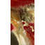 Rage III Print by Blakely Bering-26931504