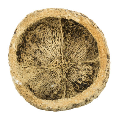 Noix de coco maya entièrement naturelle, séchée