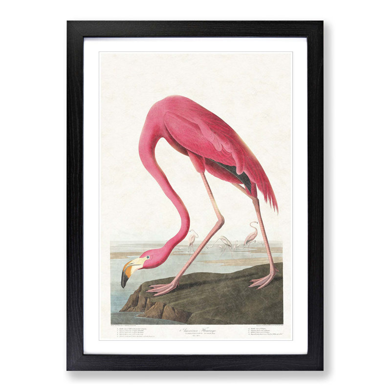 Pink Flamingo by John Audubon - Picture Frame Painting Print on MDF, 36cm H x 27cm W x 2cm D, Black Framed
