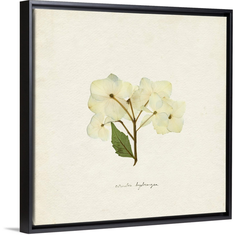 Cornales Hydrangea I par Emma Caroline - reproduction d'art, H 14 po x l 14 po x P 1,75 po, Toile avec cadre noir
