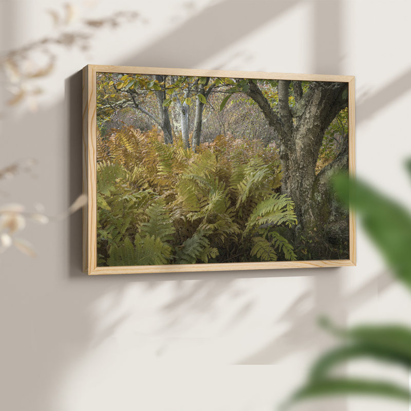 Autumn Ferns -Framed Print - Restickable, Natural, 11" H x 14" W