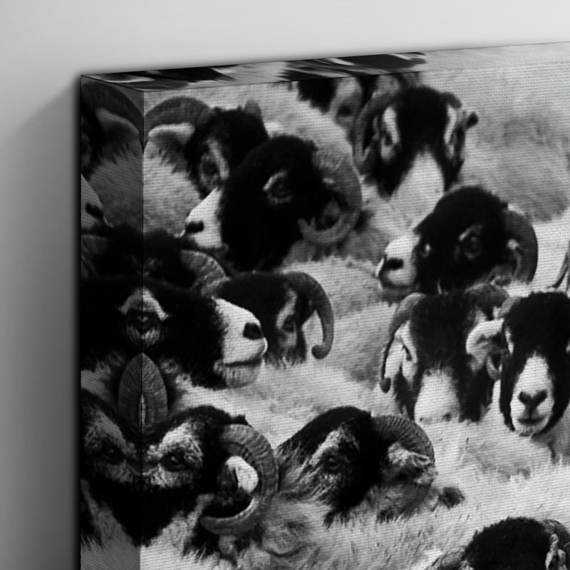 Flock of Sheep Photographic - Wrapped Canvas, 50cm H x 76cm W