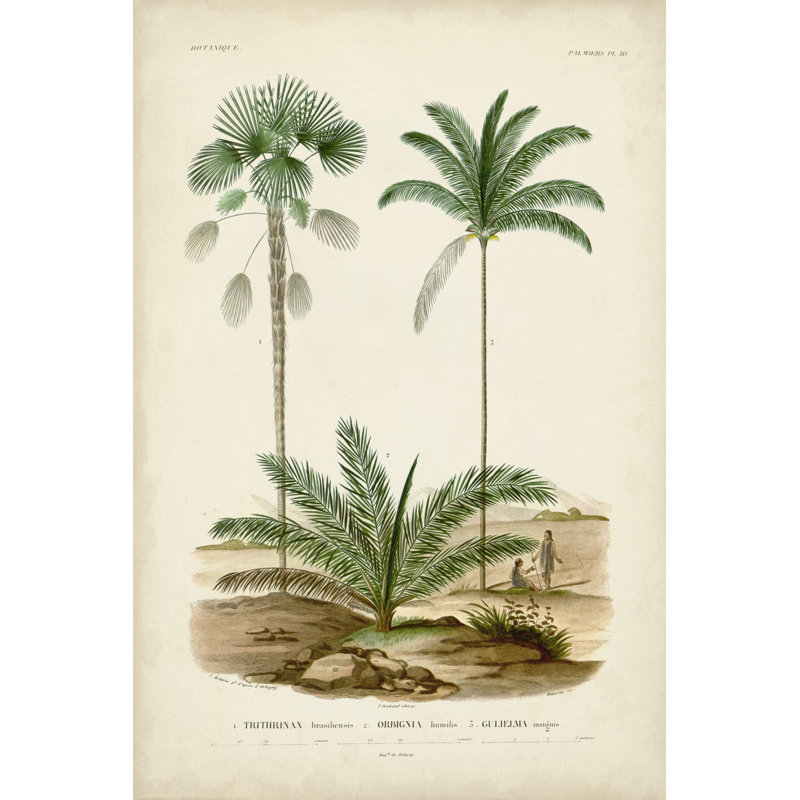 Antique Palm Collection V by M. Charles D'Orbigny - Wrapped Canvas Print, 46cm H x 30cm W x 3.8cm D