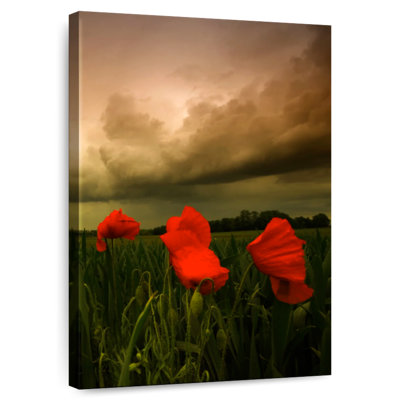 Coquelicots Harnek