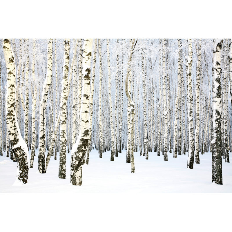 «Winter russe - Birch Grove» par Lenikovaleva - photographie sur toile tendue, L 30 po x H 20 po