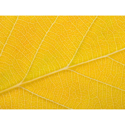 Autumn Leaf Print by Philippe Monthoux