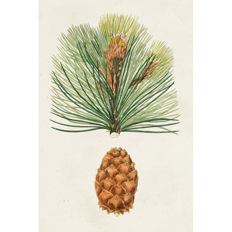 " Antique Pine Cones II ", 12" H x 8" W 