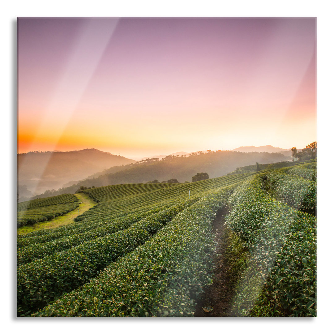 Glasbild Teeplantage Sonnenaufgang