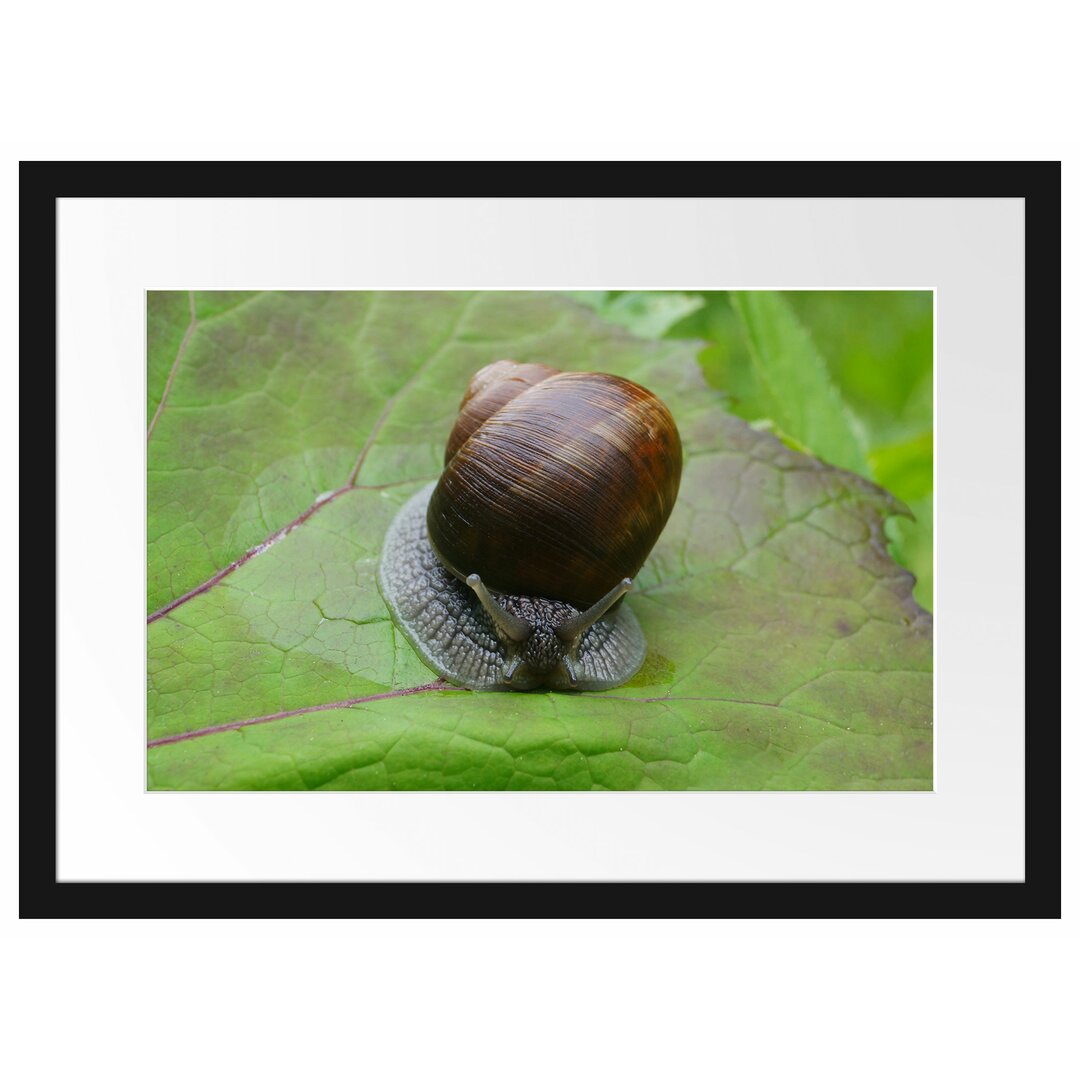 Gerahmtes Poster Kleine Schnecke mit Schneckenhaus