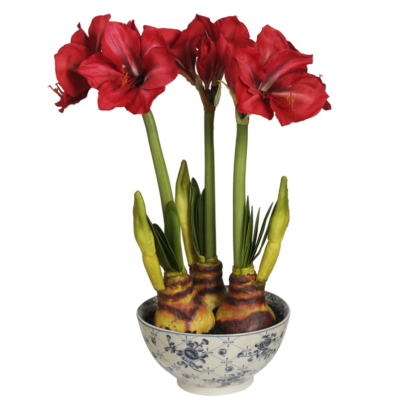 Amaryllis In Ceramic Bowl