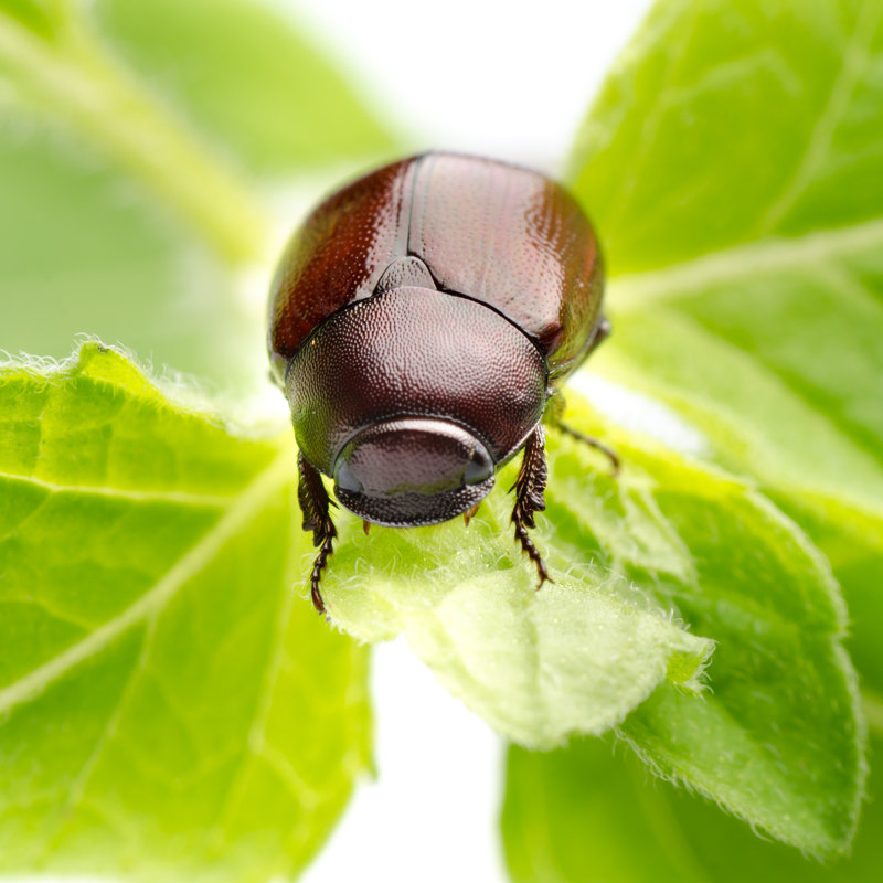 Beetle - Wrapped Canvas Print, 30cm H x 30cm W x 3.8cm D