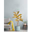 Primrue 37 po Magnolia, paquet de 6