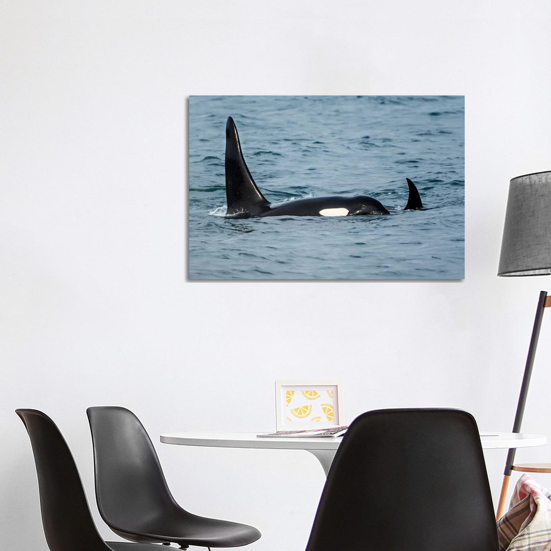 Killer Whale Or Orca Pod (Orcinus Orca), Resurrection Bay, Kenai Fjords National Park, Alaska, USA. by Michael DeFreitas - Wrapped Canvas Gallery-Wrap