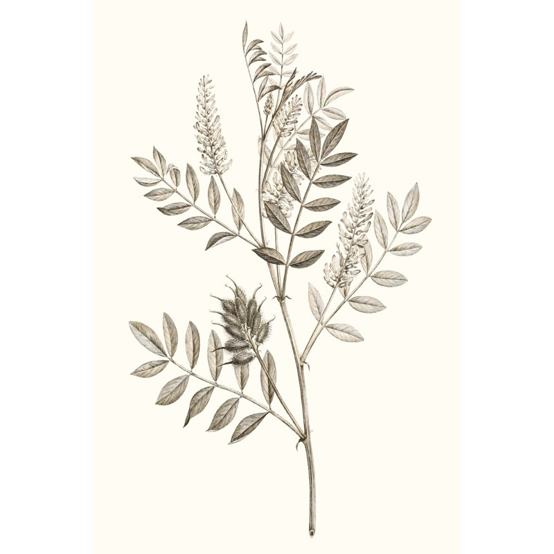 Neutral Botanical Study III by Vision Studio - Painting Print, 30cm H x 20cm W, Wrapped Canvas