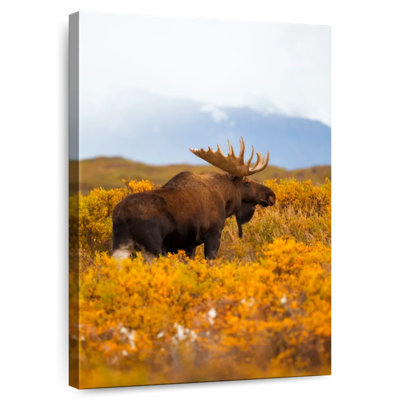 Orignal Brampt se promenant à Denali