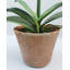 Faux Orchid in Terracotta Pot 19"