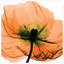 «Poppy Orange» par Albert Koetsier - reproduction de photo non encadrée sur verre