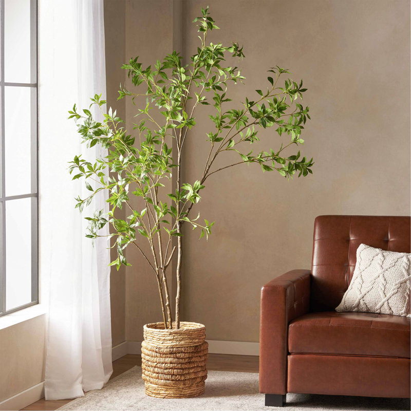 Pieris artificiel, 82,7 po x 39,4 po