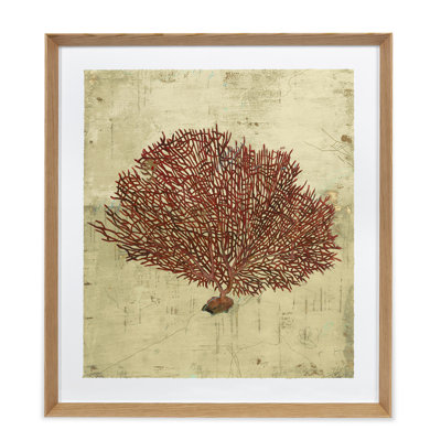 Red Sea Fan Print by Sarah Atkinson